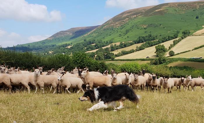 sheep dog herding experience in Wales